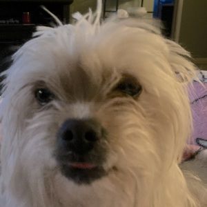 This is my dog tinny, she’s a little special needs